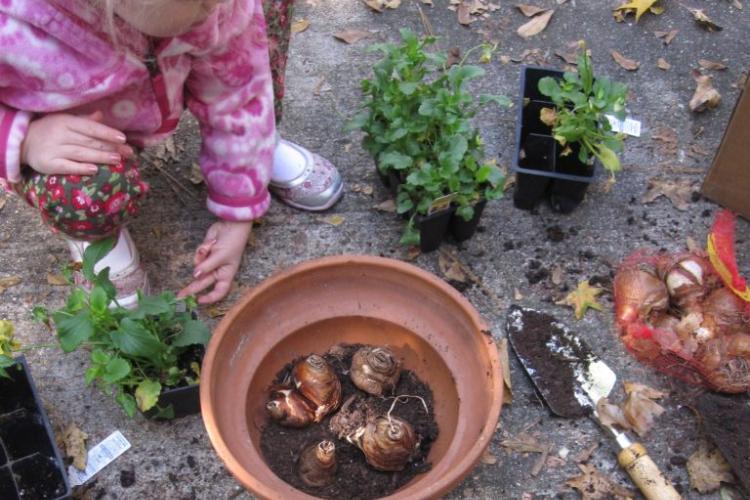 Fall Planting for Spring Blooms 