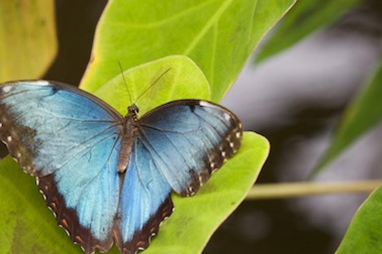 Butterfly 
